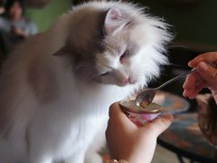 -猫猫幼稚园·撸猫·桌游·电玩