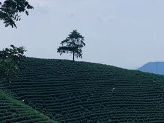 -白茶原·一片叶子