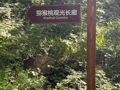 -大岭沟猕猴桃谷风景区