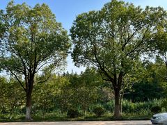 -昆山城市生态森林公园