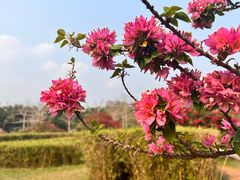 -中国科学院西双版纳热带植物园
