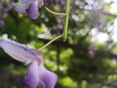 -嘉定紫藤园