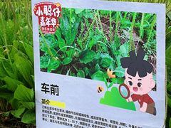 -广西壮族自治区药用植物园