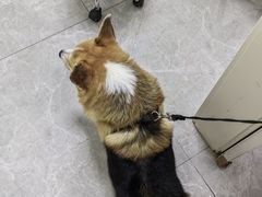-中农国际动物医院24小时·猫科·骨科·急重症中心