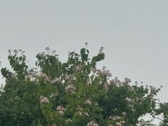 -白鹭湾湿地公园