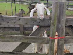 -前小桔亲子创意农场·草莓采摘·露营烧烤