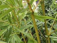 -霸王茶姬(正佳广场店)