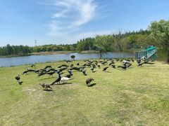 -东平国家森林公园