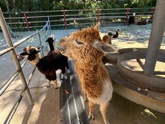 -西霞口神雕山野生动物世界