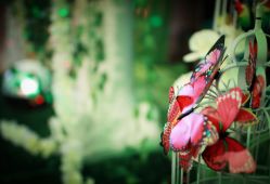 点击看大图 -久久婚礼