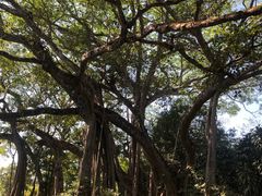 -瑞丽独树成林风景区