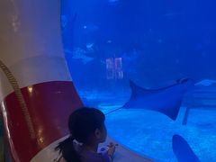 -烟台海昌鲸鲨海洋公园
