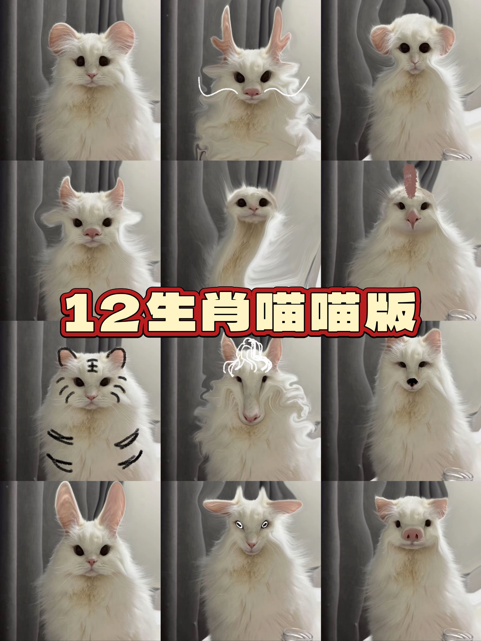 猫在十二生肖代表什么