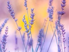 iphone_upload_pic-西贝莜面村(上海百联西郊店)