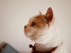 -猫在这儿猫咪咖啡馆·撸猫馆