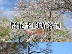 -天王浮山樱花园