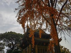 -上海东林寺(金山区)
