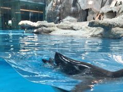 -帝企鹅自助餐厅•儿童岛•真企鹅(长隆企鹅酒店)