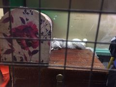 -猫咪博物馆(顶澳仔猫街店)