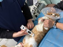 -达爱动物医院·犬猫分区·CT·复杂眼科(远洋山水分院)