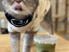 -楼上猫咖(罗湖店)