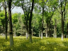 -大兴滨河森林公园