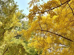 -三里屯东五街银杏大道