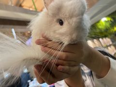 -藦茜花园宠物主题亲子互动体验馆(国顺东路店)