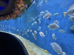-合肥海洋世界