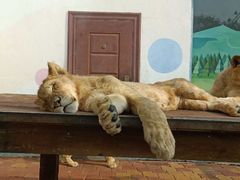 -大连森林动物园