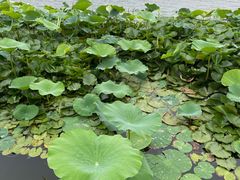 -素心小筑(后沙裕镇店)