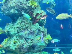 -芜湖新华联大白鲸海洋公园