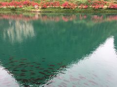 -靖西鹅泉风景区
