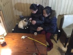-猫色咖啡·猫咖