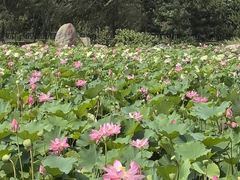 -羊亭河湿地公园