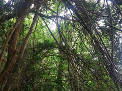 -大蜀山国家森林公园