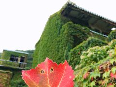 -枸杞岛