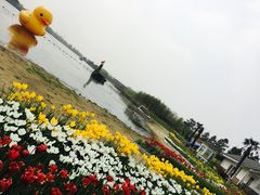 -杭州湾海上花田景区