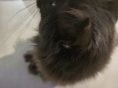 -平行世界·猫咖(首经贸店)