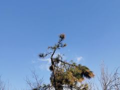 -老山国家森林公园