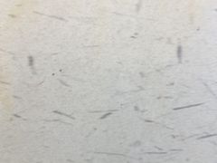 -百年老字号·观振兴蟹黄面·三虾面·苏式面(观前街富仁坊巷店)