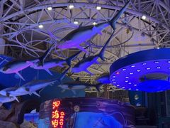 -烟台海昌鲸鲨海洋公园