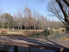 -上海滨江森林公园