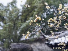 -留园