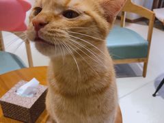 -藏猫猫咖啡主题馆(中央大道店)