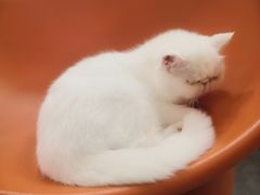 -More Fun猫咖 二十只万元加菲主题