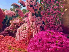 -中国科学院华南植物园