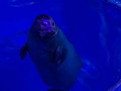 -上海海昌海洋公园-冰山北极馆