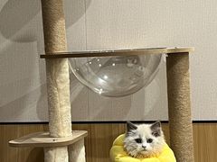 -伟伟宠物医院·瑞派猫友好医院·猫科(光谷店)