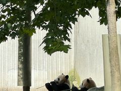 -卧龙中华大熊猫苑神树坪基地